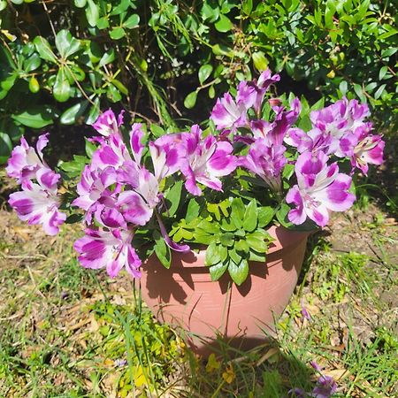 Chez Isabelle Panzió Luri Kültér fotó